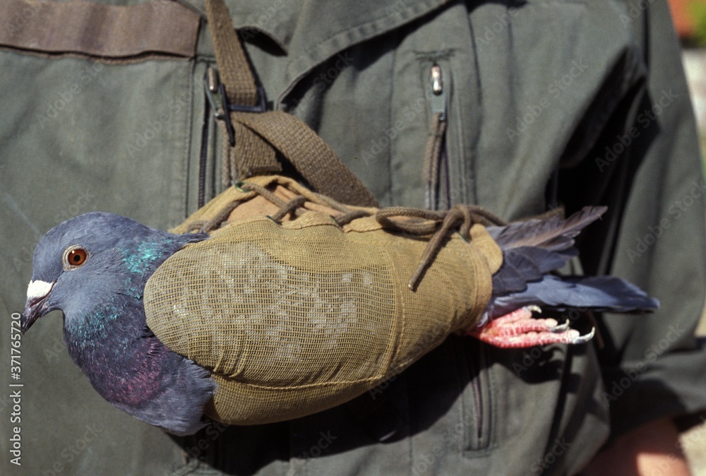 Carrier Pigeon Stock Adobe Stock carrier-pigeon-stock-adobe-stock