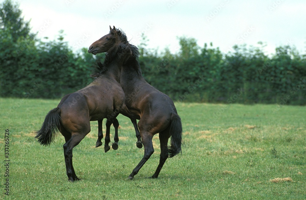 English Thoroughbred, Stallions fighting English Thoroughbred, Stallions fighting