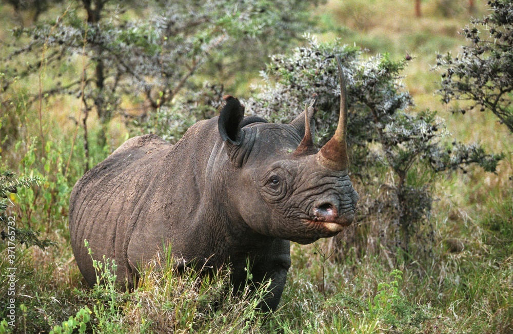 Obraz premium Black Rhinoceros, diceros bicornis, Nakuru Lake in Kenya