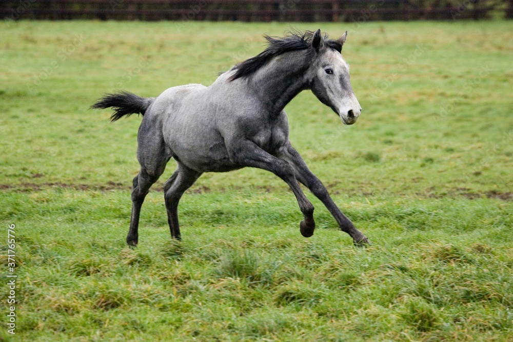 English Thoroughbred, Yealing Galloping in Paddock English Thoroughbred, Yealing Galloping in Paddock