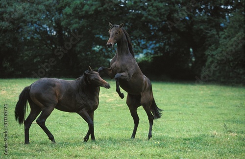 Fototapeta Naklejka Na Ścianę i Meble -  English Thoroughbred, Stallions fighting