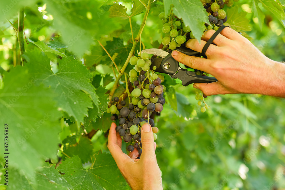 Male hand holding and cutting the grape cluster with garden scissors showing the semi ripened bunch of juicy and delicious black grapes 