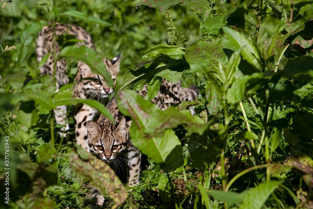 Tiger Cat or Oncilla, leopardus tigrinus, Mother and Cub