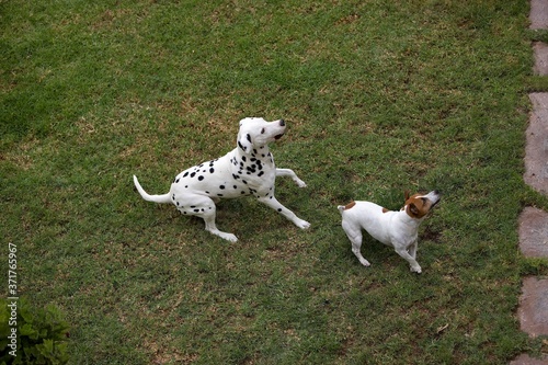 Jack Russell Terrier and Dalmatian playing on Lown photo