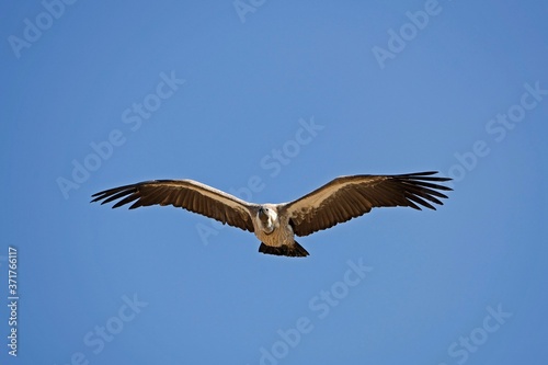 Griffon Vulture  gyps fulvus  in Flight