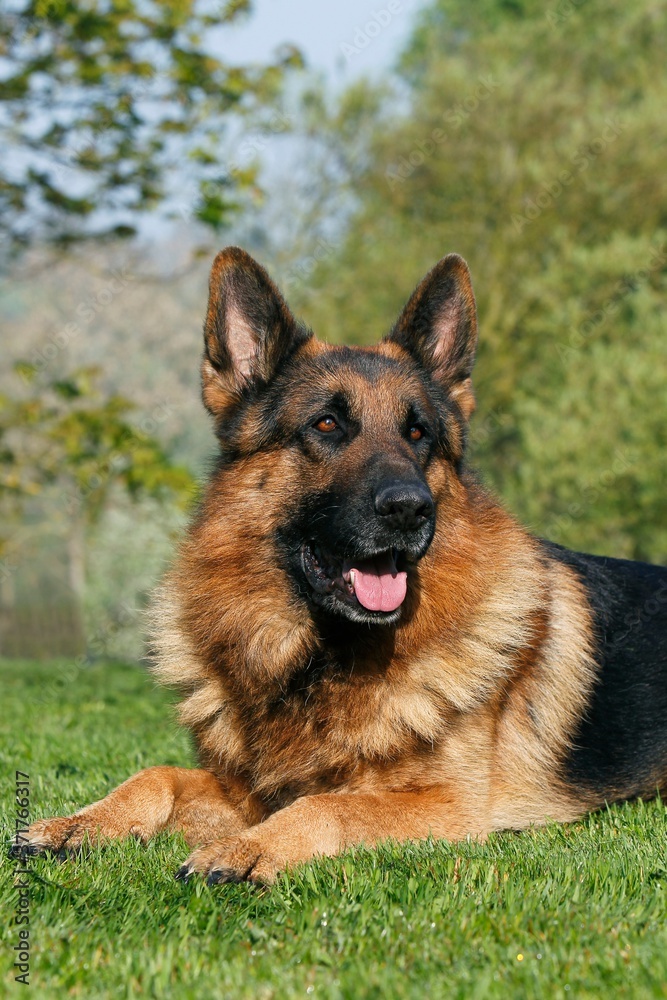 German Shepherd Dog, Adult laying on Grass