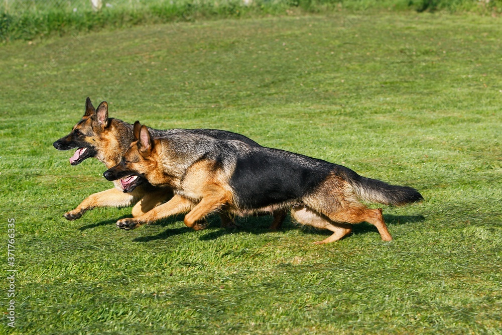 German Shepherd Dog, Adult running on Lawn