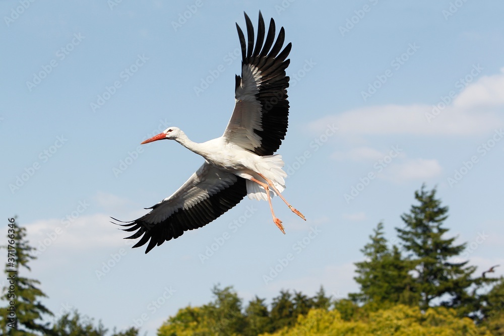 Naklejka premium White Stork, ciconia ciconia, Adult in Flight against Blue Sky