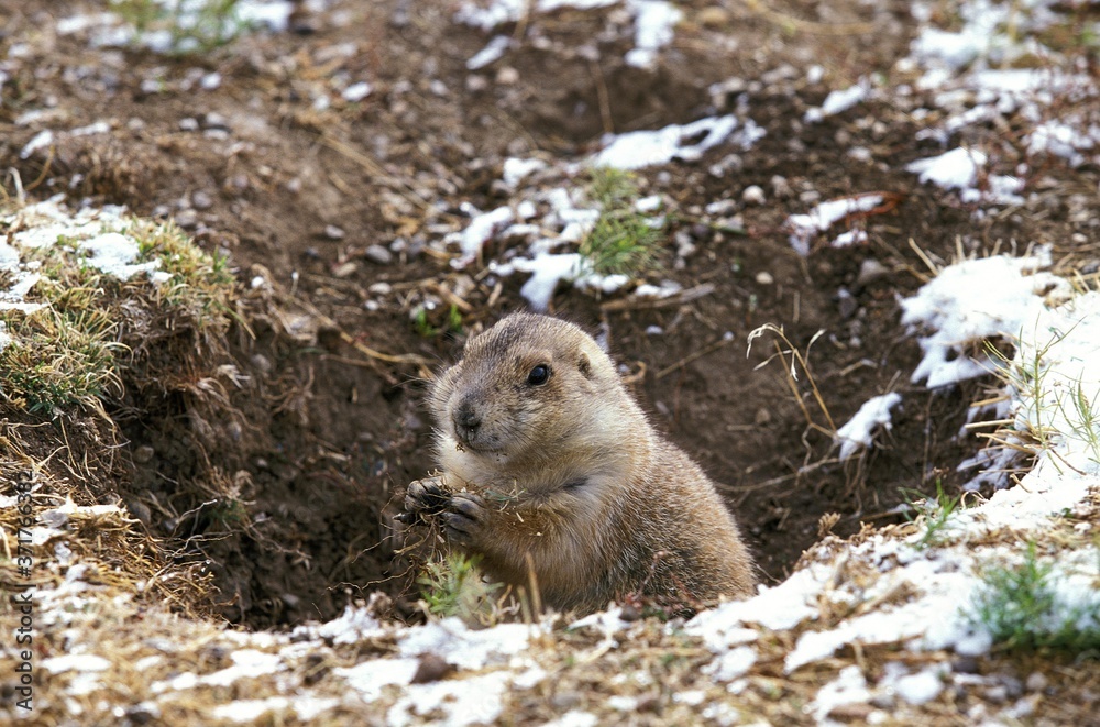 Naklejka premium Black-Tailed Prairie Dog, cynomys ludovicianus, standing at Den Entrance