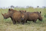 White Rhinoceros, ceratotherium simum, South Africa