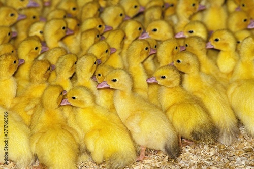 Muskovy Duck, cairina moschata, Chicks photo