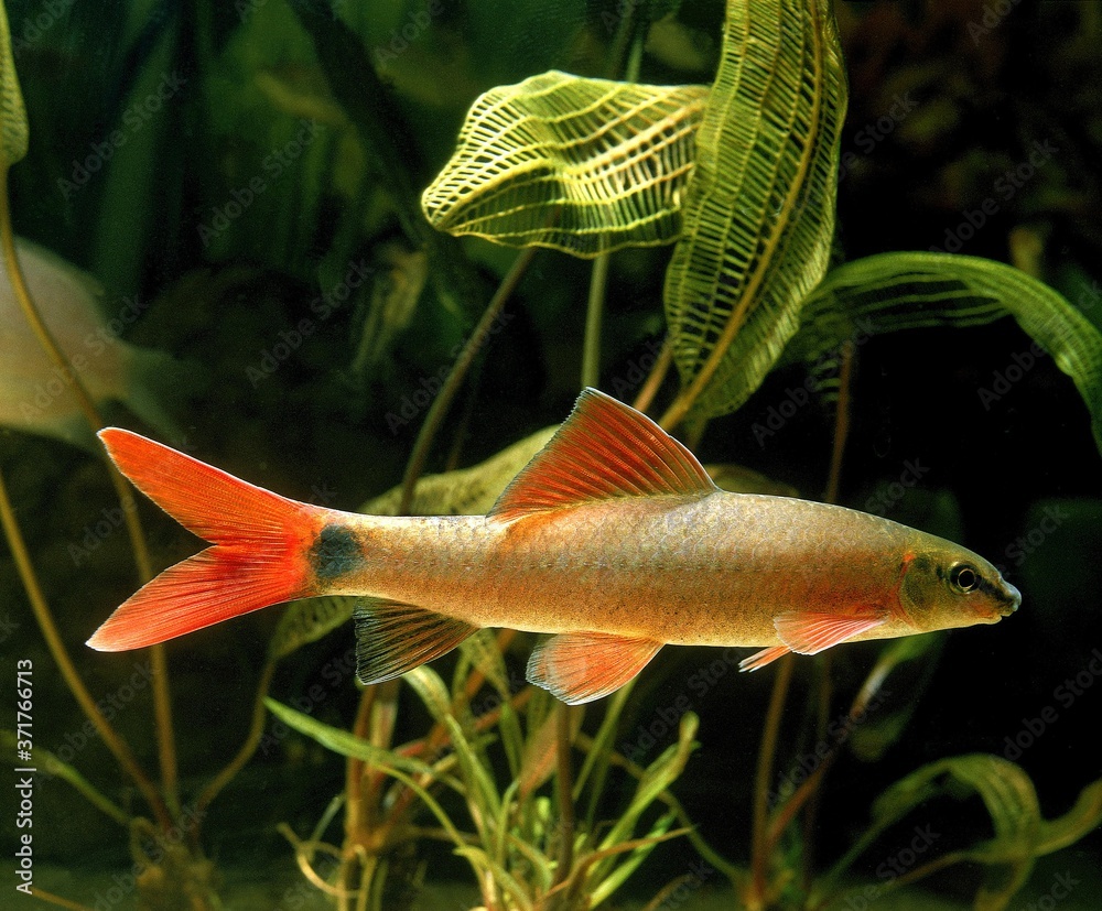 Albino Red Tail Shark