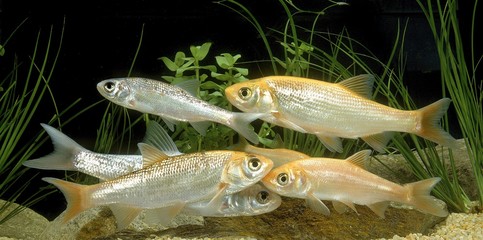 Golden Orfe, leuciscus idus