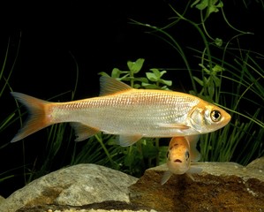 Golden Orfe, leuciscus idus