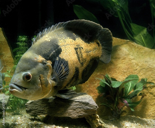 Tiger Oscar Fish, astronotus ocellatus