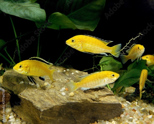 Electric Yellow Cichlid, labidochromis caeruleus