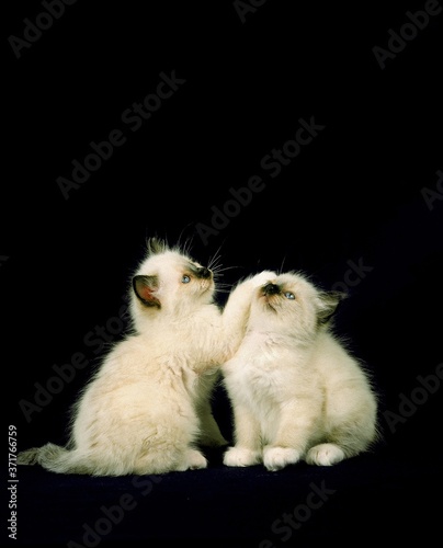 Birmanese Domestic Cat, Kitten playing against Black Background photo