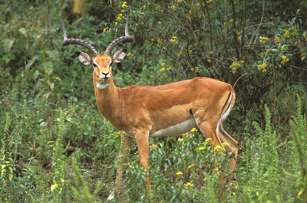 Obraz premium Male Impala, aepyceros melampus, Masai Mara Park in Kenya
