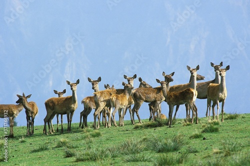 Red Deer, cervus elaphus, Herd of Females © slowmotiongli