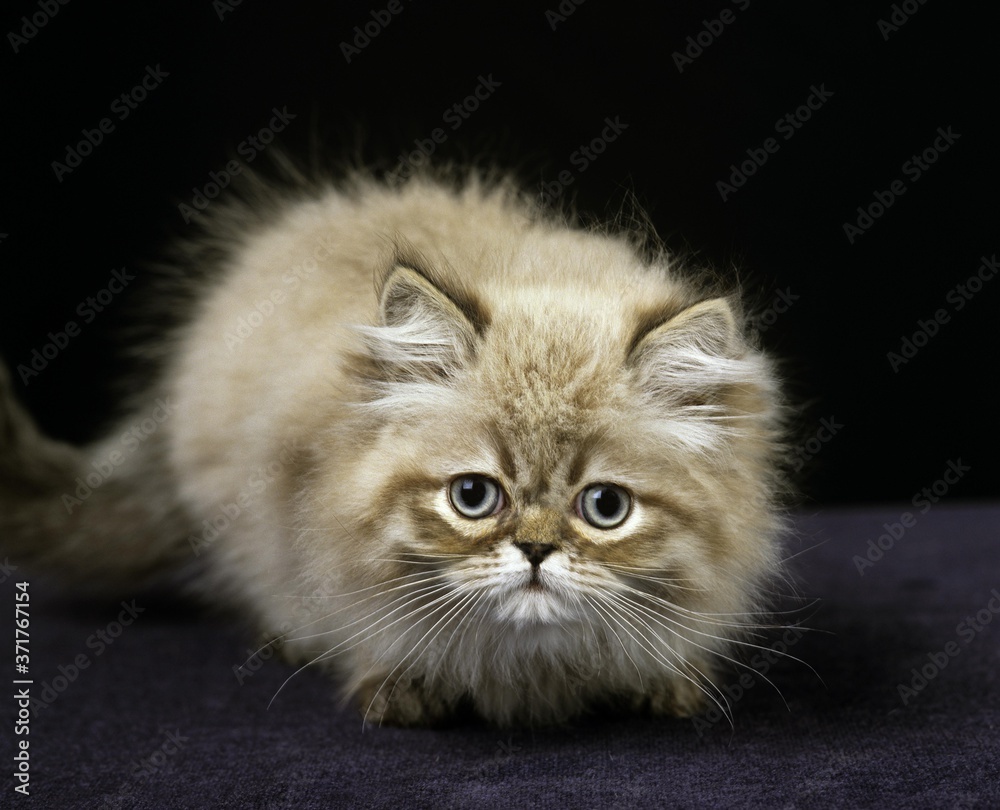 Colourpoint Persian Domestic Cat, Kitten standing against Black Background