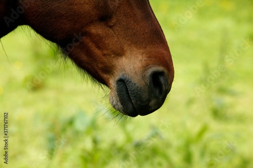 French Saddle Pony, Close up of Nose © slowmotiongli