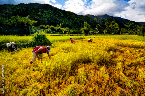 Harvest