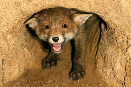 Red Fox, vulpes vulpes, Cub calling at Den Entrance, Normandy photo