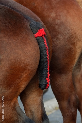 Draft Horse, close-up of Plaited Tail