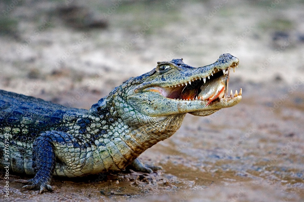 Fototapeta premium Spectacled Caiman, caiman crocodilus, Catching Fish in River, Los Lianos in Venezuela