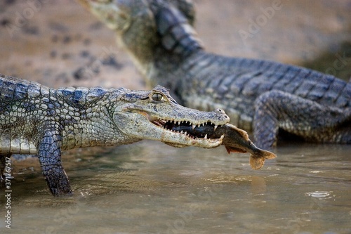 Spectacled Caiman  caiman crocodilus  Catching Fish in River  Los Lianos in Venezuela