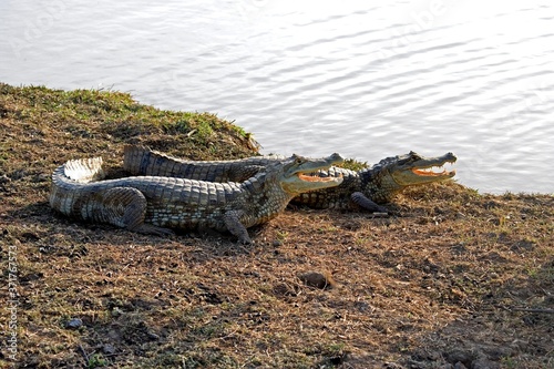 Spectacled Caiman, caiman crocodilus, Los Lianos in Venezuela