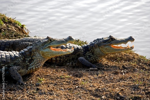 Spectacled Caiman, caiman crocodilus, with Open Mouth Regulating Body Temperature, Los Lianos in Venezuela photo
