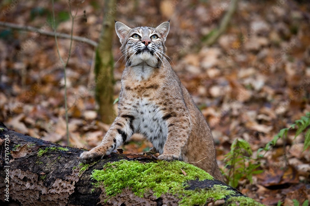 Obraz premium European Lynx, felis lynx