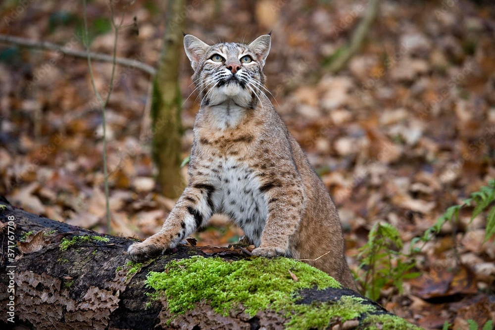 European Lynx, felis lynx