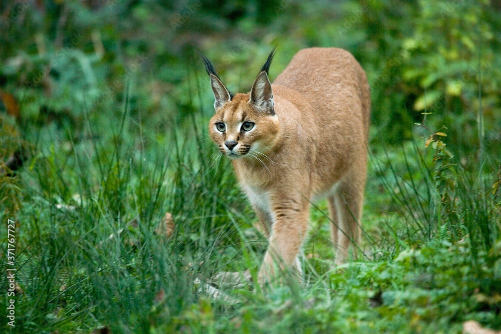 Fototapeta premium Caracal, caracal caracal