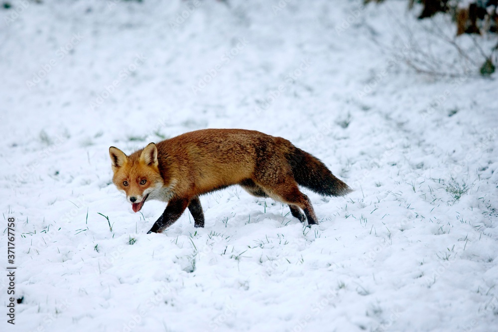 Red Fox, vulpes vulpes, Adult walking on Snow, Normandy Red Fox, vulpes vulpes, Adult walking on Snow, Normandy
