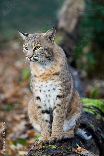 European Lynx, felis lynx