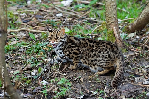 Leopard Cat, prionailurus bengalensis, Snarling © slowmotiongli