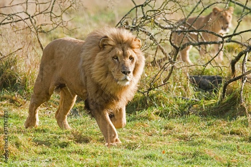 Fototapeta Naklejka Na Ścianę i Meble -  Katanga Lion or Southwest African Lion, panthera leo bleyenberghi, Pair