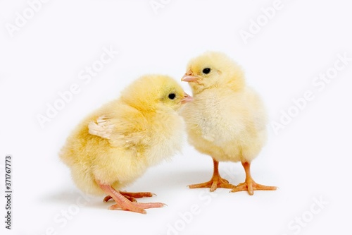 Chicks against White Background © slowmotiongli