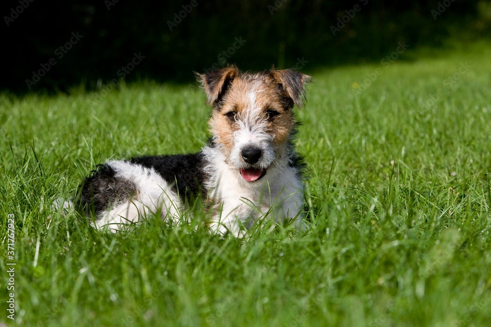 Wire-Haired Fox Terrier Dog, Pup laying on Lawn