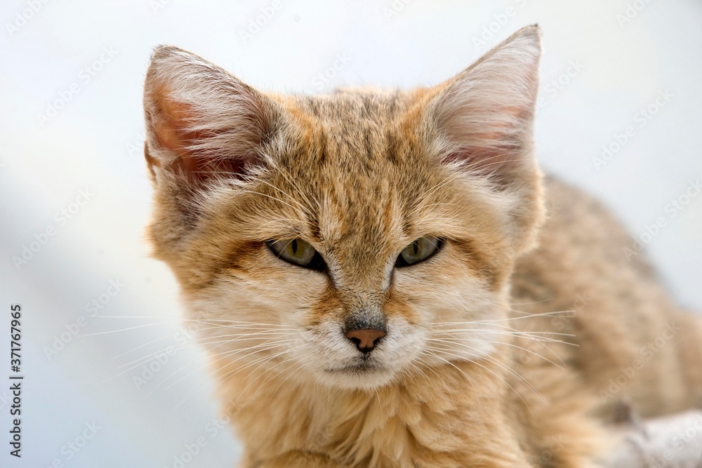 Portrait of Sand Cat, felis margarita