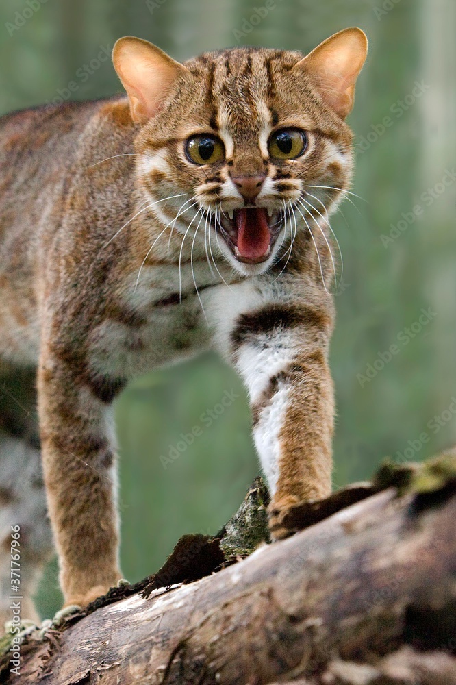 Rusty-Spotted Cat, prionailurus rubiginosus Snarling on Branch
