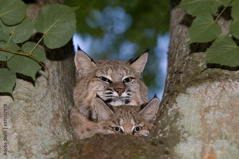 European Lynx, felis lynx, Mother with Cub standing in Tree European Lynx, felis lynx, Mother with Cub standing in Tree