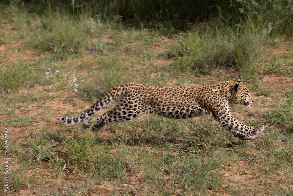 Obraz premium Leopard, panthera pardus, 4 Months Old Cub running, Namibia