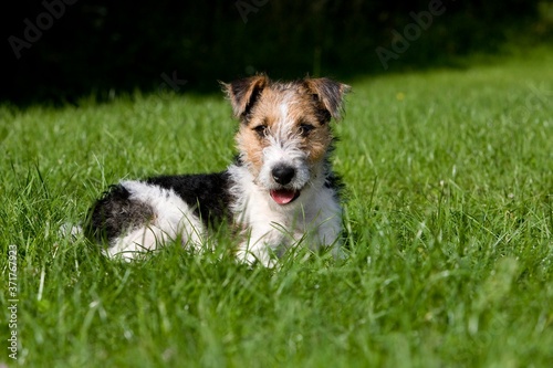 Wire-Haired Fox Terrier Dog, Pup laying on Lawn