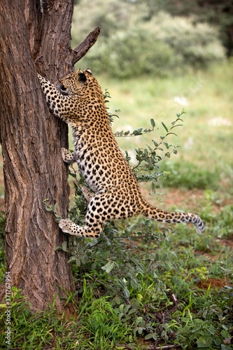 Leopard, panthera pardus, 4 Months Old Cub Climbing Tree Trunk, Namibia