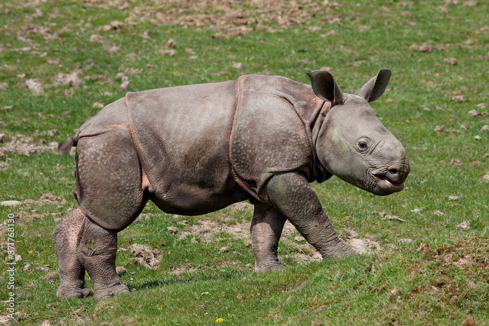 Naklejka premium Indian Rhinoceros, rhinoceros unicornis, Male Calf