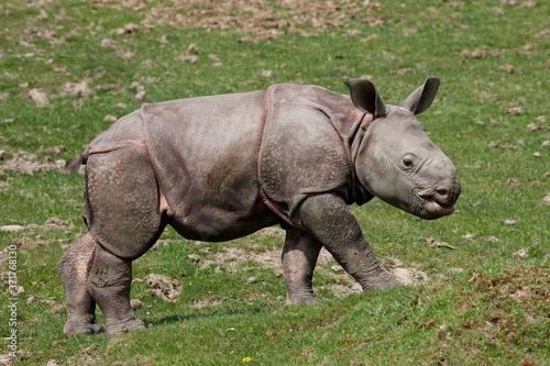 Obraz na płótnie Indian Rhinoceros, rhinoceros unicornis, Male Calf