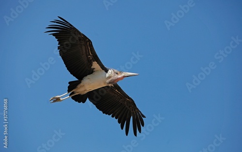Marabou Stork, leptoptilos crumeniferus, Adult in Flight, Masai Mara Park in Kenya